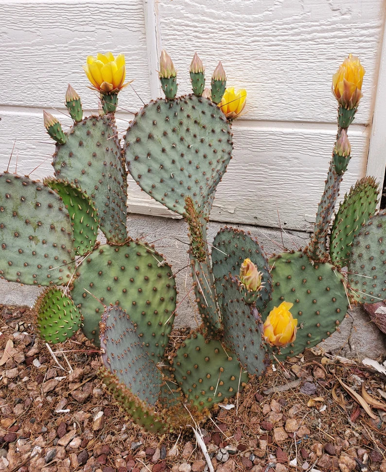 Cactus Pendant Bookmark